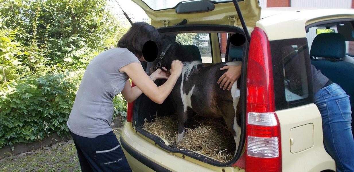 Frau transportiert Pony im Fiat Panda