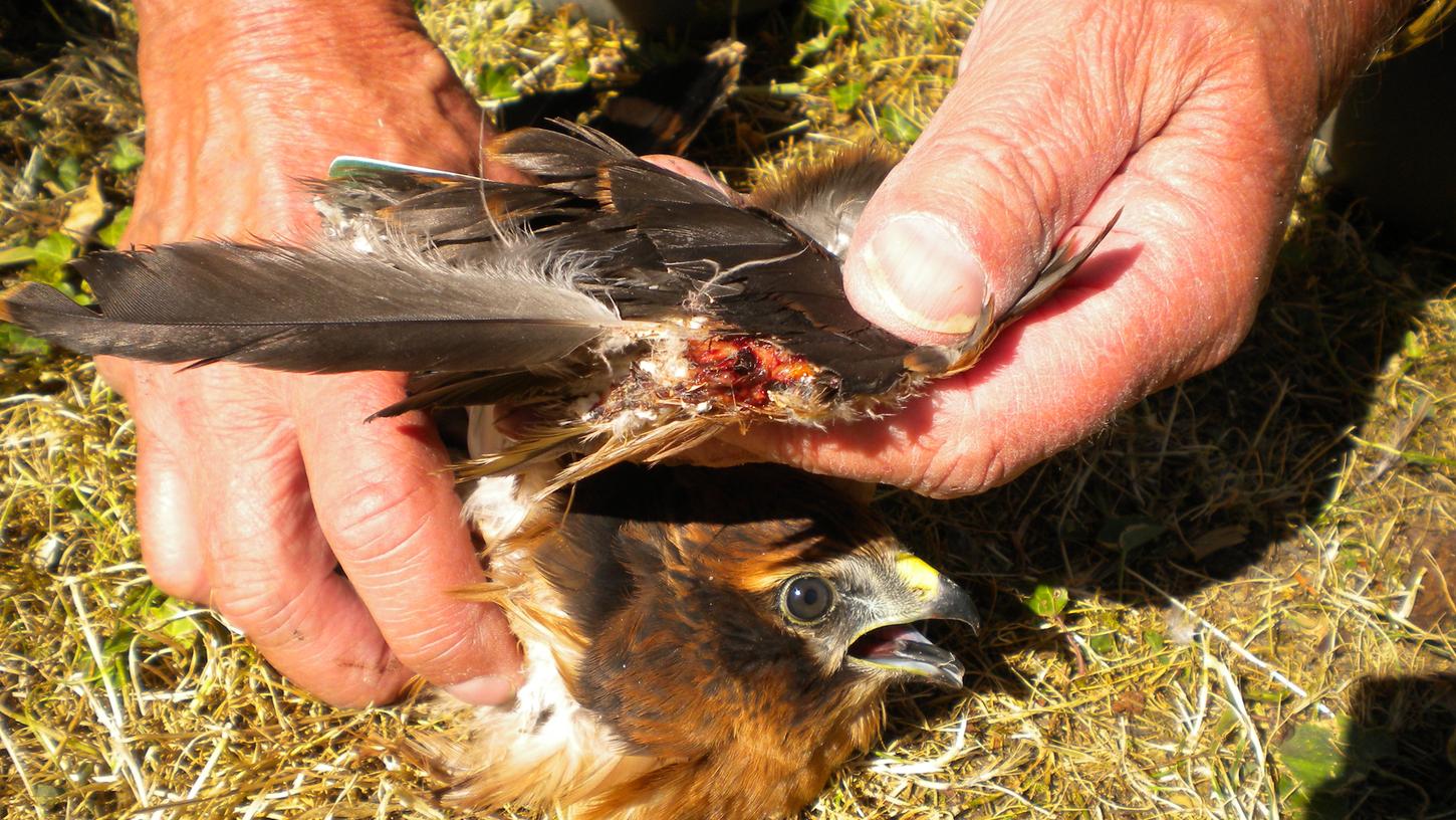 Tierquäler verstümmelt bedrohte Vogelart bei Würzburg