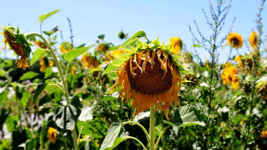 Auch die Sonnenblumen, normalerweise ein Symbol des Sommers, bieten in diesem Jahr einen kläglichen Anblick.
