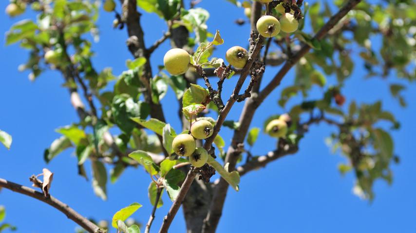 Die Äpfel bleiben angesichts der Hitze dieses Jahr unterdurchschnittlich klein, wenn sie nicht schon vorher unreif vom Baum fallen.