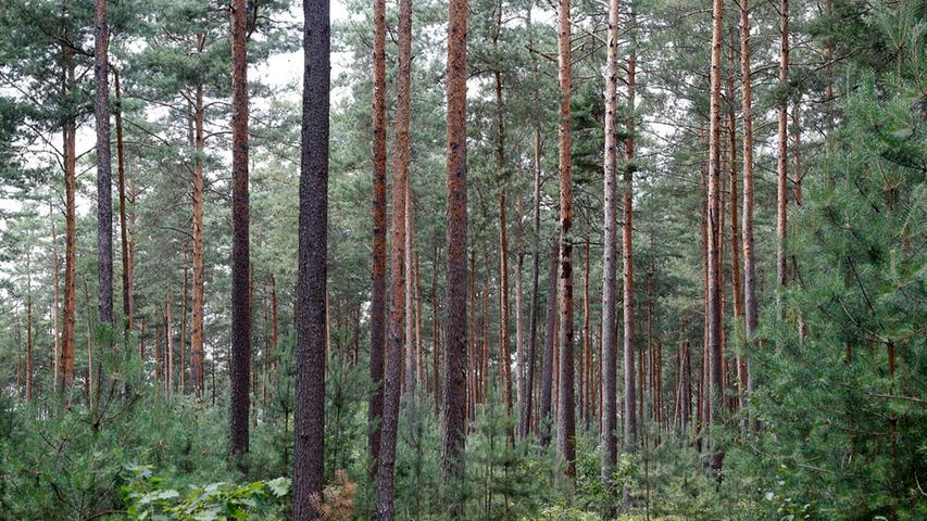 Vor einigen Jahrzehnten standen im Wald in der Unteren Mark zwischen Burk und Hausen vor allem Kiefern - das machte den Wald besonders anfällig für Waldbrände. Inzwischen wachsen zwischen den hohen Kiefern auch andere Baumarten.