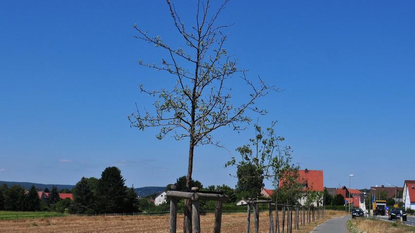 Vor allem den jungen Bäumen - hier eine frisch gepflanzte Allee von Apfelbäumen zwischen Gosberg und Dobenreuth setzt die Trockenheit zu.