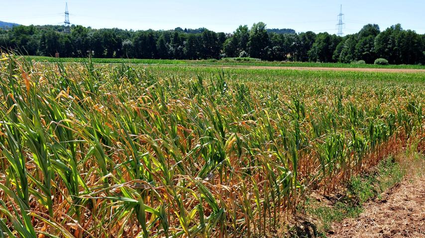 Die Maispflanzen bleiben relativ klein. An besonders sonnigen Stellen vertrocknen die Pflanzen vor den Augen der Landwirte.