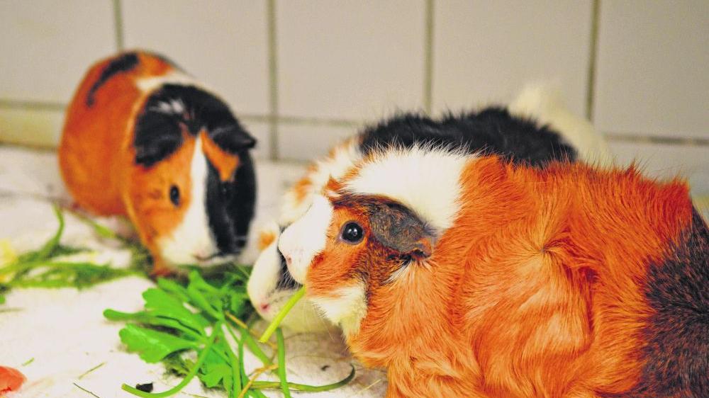 Den drei Neuzugängen im Tierheim Feucht geht es wieder gut. Meerschweinchen lieben Petersilie.