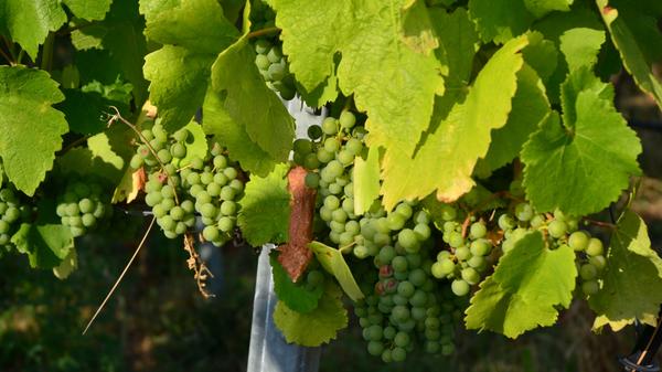Auf 170 Kilometern wandert und pilgert man durch das Tal der Tauber und ihre Seitentäler, erkundet Jakobusdenkmäler und Fachwerkstädtchen, kann den Frankenwein probieren und entdeckt die Vielfalt von Wegstationen wie Wertheim, Kloster Bronnbach, Tauberbischofsheim und Bad Mergentheim. Alle Infos zur Strecke und einzelnen Etappen gibt es hier.