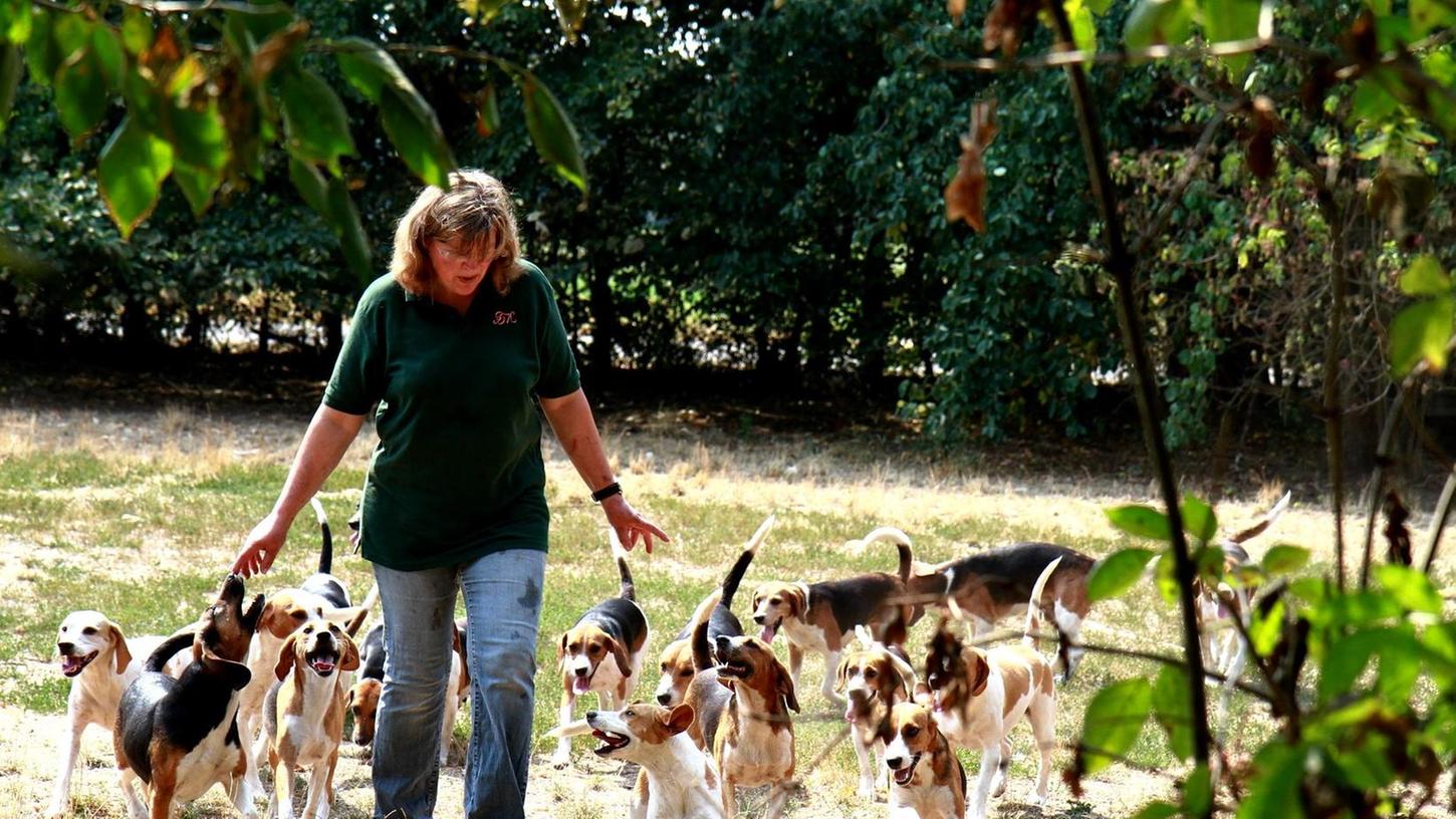 Birgit Hoepffner kümmert sich mit Hingabe um ihre Beagles, die für die Schleppjagden des Vereins „Frankenmeute“ gezüchtet werden. Es ist ein friedliches Hobby: Lebendes Wild verfolgen die Hunde schon längst nicht mehr.