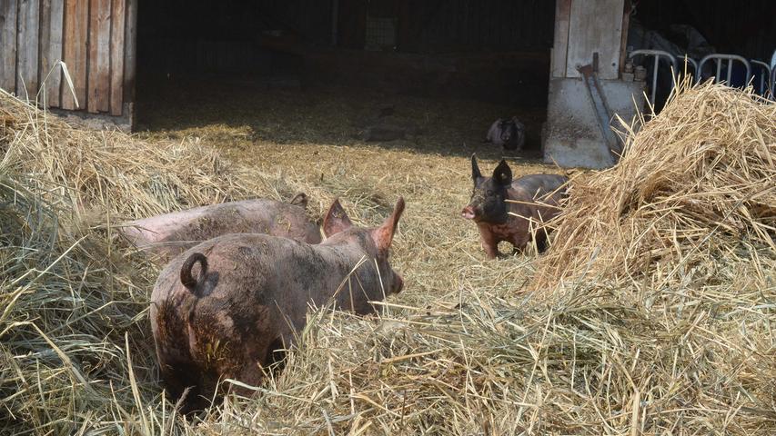 Schweinisches Leben auf dem Bio-Hof in Laubenzedel
