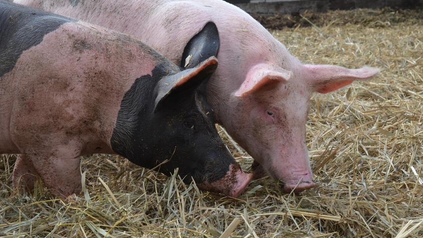Schweinisches Leben auf dem Bio-Hof in Laubenzedel