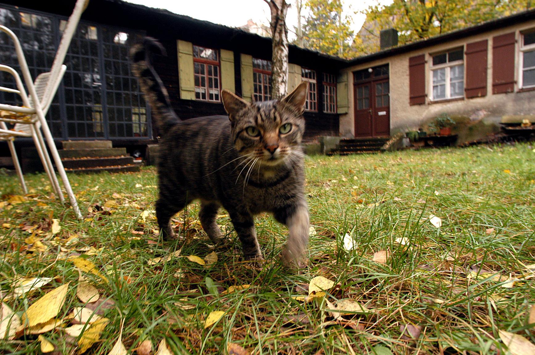 Kulturort mit Katze.