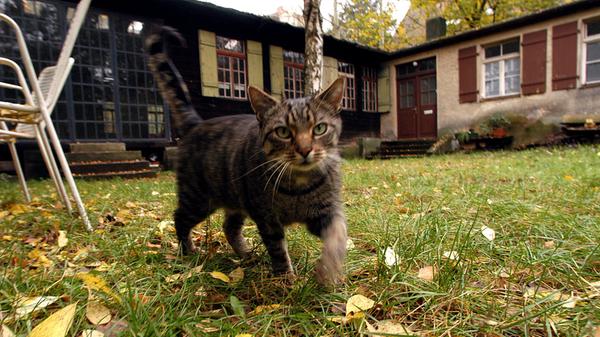 Kulturort mit Katze.