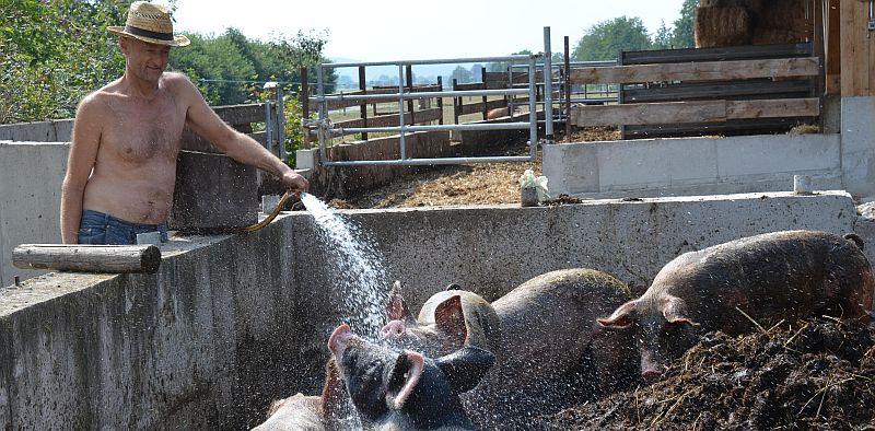 In Laubenzedel haben Bio-Schweine ein schönes Leben