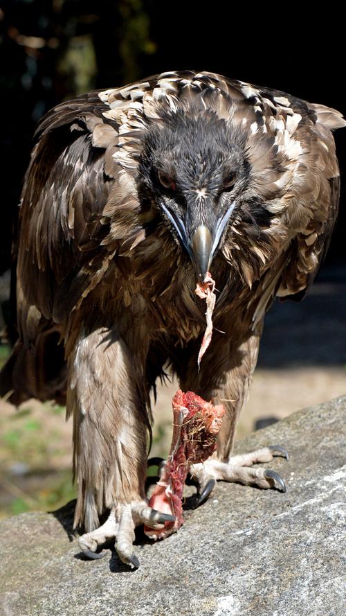 Als einer der größten flugfähigen Vögel der Welt muss man auch genug essen: Am liebsten frisches Aas-Fleisch.