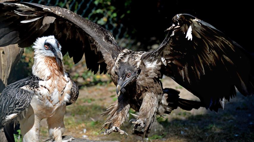 Ein echter Riesen-Vogel: Bartgeier-Zuwachs im Nürnberger Tiergarten
