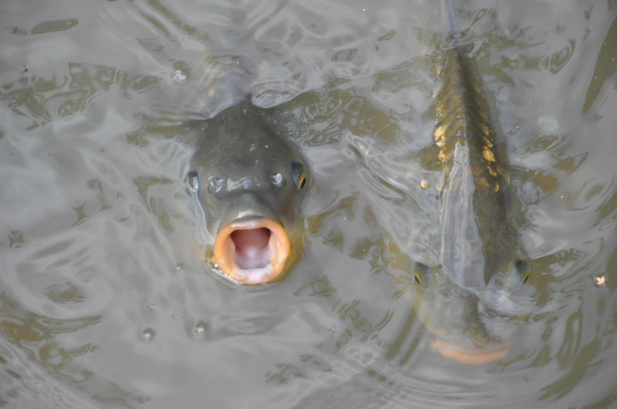 Die Fische schnappen nach Luft Nordbayern