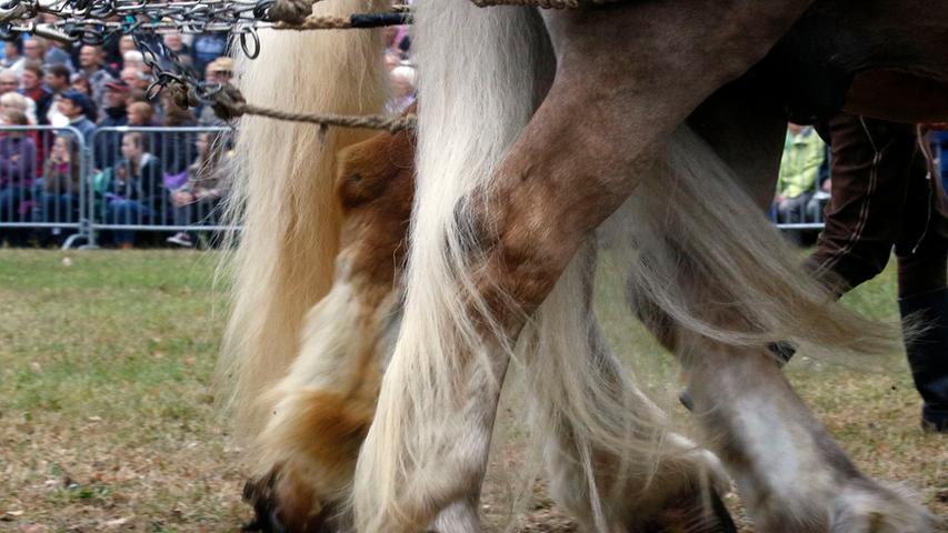 120 Pferde auf der Pferde- und Fohlenschau am Juravolksfest