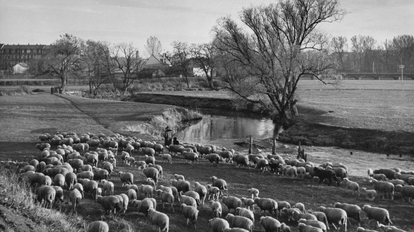 Der letzte Frühling an der kurvenreichen Pegnitz im Jahr 1961. Die Stelle, an der die Schafe grasen, wurde später mit Erde aufgefüllt.