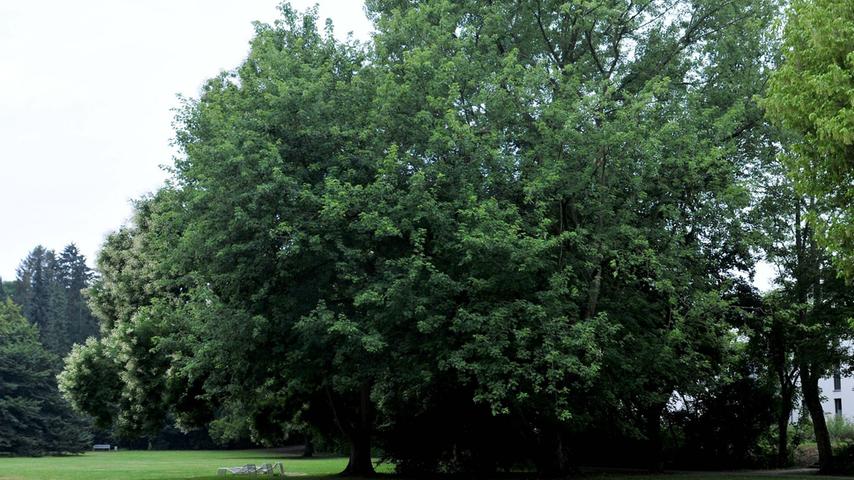 Exotische Bäume: Der Forchheimer Stadtpark ist ein Idyll