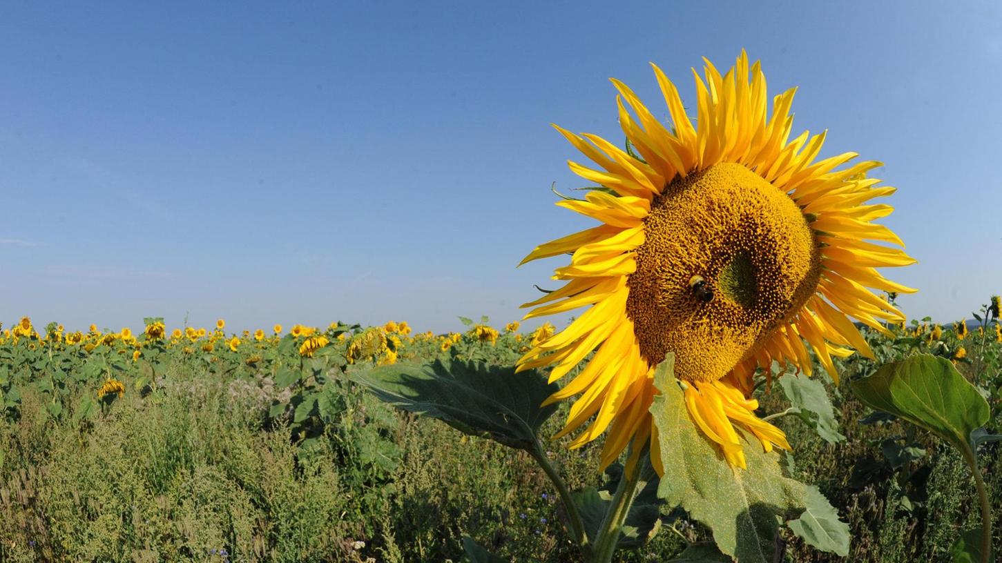 Sonnenblumen lassen Stimmungsbarometer steigen