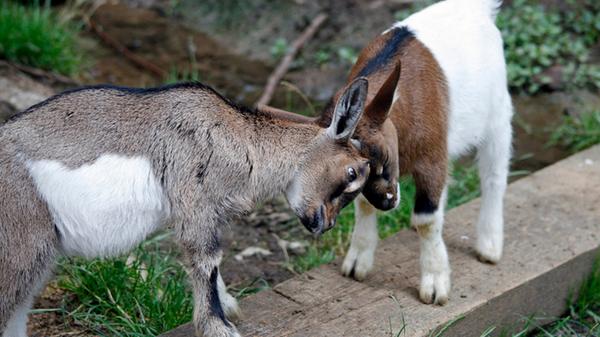 Der Wildpark Hundshaupten in Egloffstein lädt zum großen Herbstfest. Am Sonntag steigen von 10 bis 17 Uhr etliche Aktionen. Dazu gibt's leckeres Essen aus der Region und einen Verkaufsmarkt.