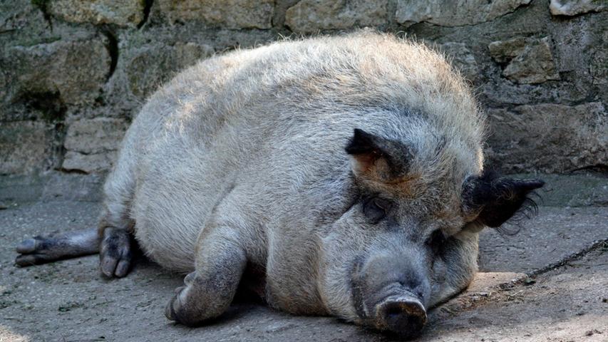 Das Wollschwein lässt derweil die Augen zu und nutzt die Morgenstunden zum Ausruhen.