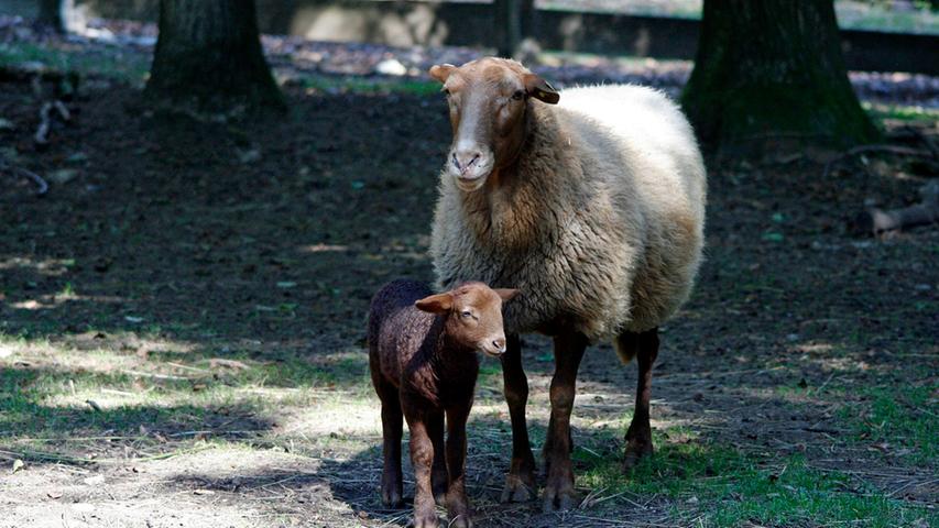 ... und bei den Coburger Schafen. Das kleine Lamm ist noch nicht lange auf der Welt, erkundet sie aber neugierig - natürlich immer in der Reichweite der Mama.