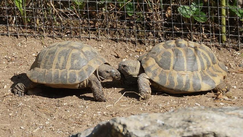 Achtung Gegenverkehr bei den griechischen Landschildkröten.