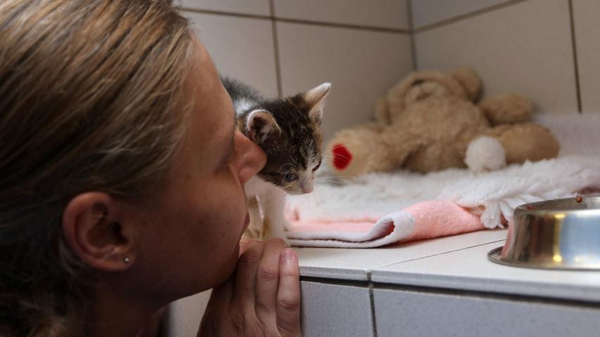 Tierärztin Angela Putz sorgt dafür, dass es an nichts fehlt: eine Kuscheldecke, ein Stoffteddy und fürsorgliche Verpflegung. Da schlägt das Katzen-Herz höher.