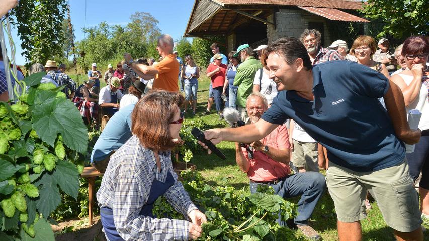 Spalter Hopfenzupferfest: Traditionelle Arbeit wird mit gutem Bier belohnt