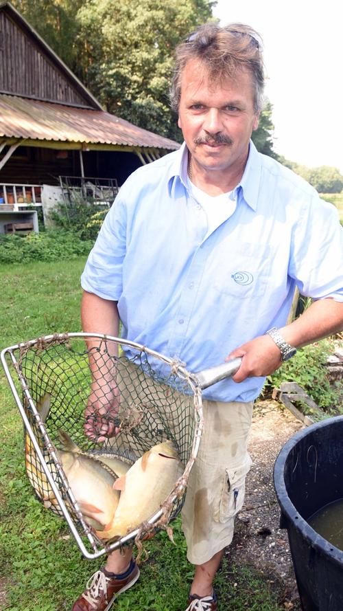 Karpfensaison: „Heimischer Fisch frisch auf den Tisch“