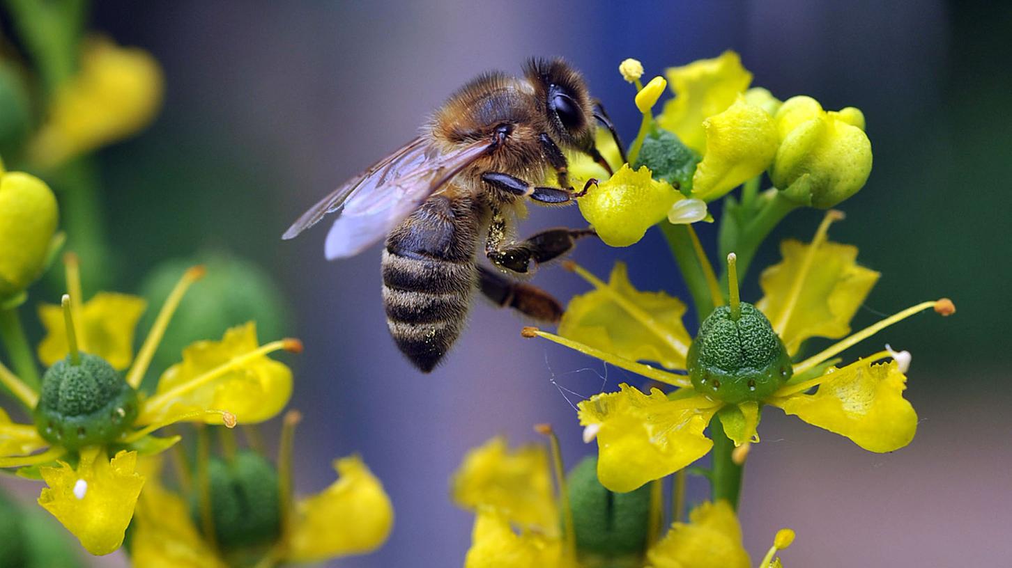 Die Bienen im Fokus: Die Diskussion um den Artenschutz habe ein ungeheures Ausmaß und eine Dynamik gewonnen, findet ÖDP-Kreisvorsitzender Reinhard Ebert.