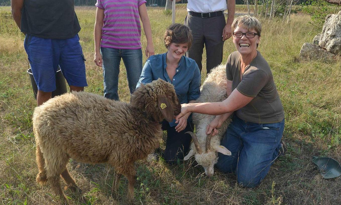 Schafe knabbern am Eichelburger Magerrasen