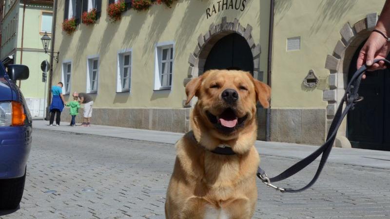 Hunde-Detektive in Gunzenhausen