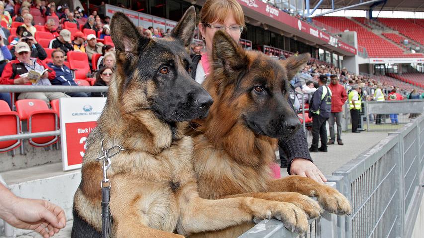 Auf den Schäferhund gekommen: Weltchampionat im Stadion