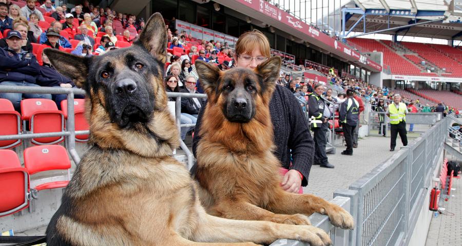 Auf den Schäferhund gekommen: Weltchampionat im Stadion