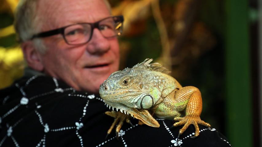 Der 60- Jährige Besitzer Jos Theunissen ist "überglücklich", dass Leguan "Lucy" wieder zu Hause ist.