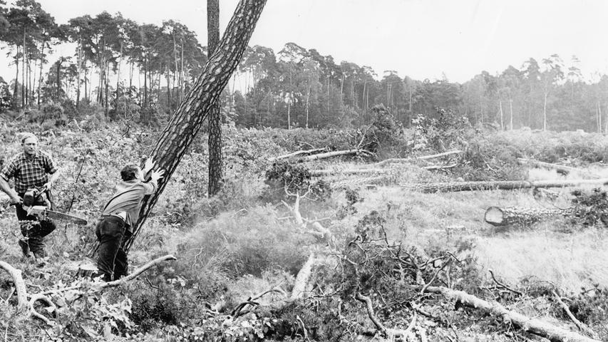 Mit Motorsägen bewaffnete Arbeiter rücken den Baumstamm zu Leibe. Ein großer Teil des Geländes ist bereits abgeholzt.  Hier geht es zum Artikel vom 15. September 1965: 1.000 Bäume müssen fallen