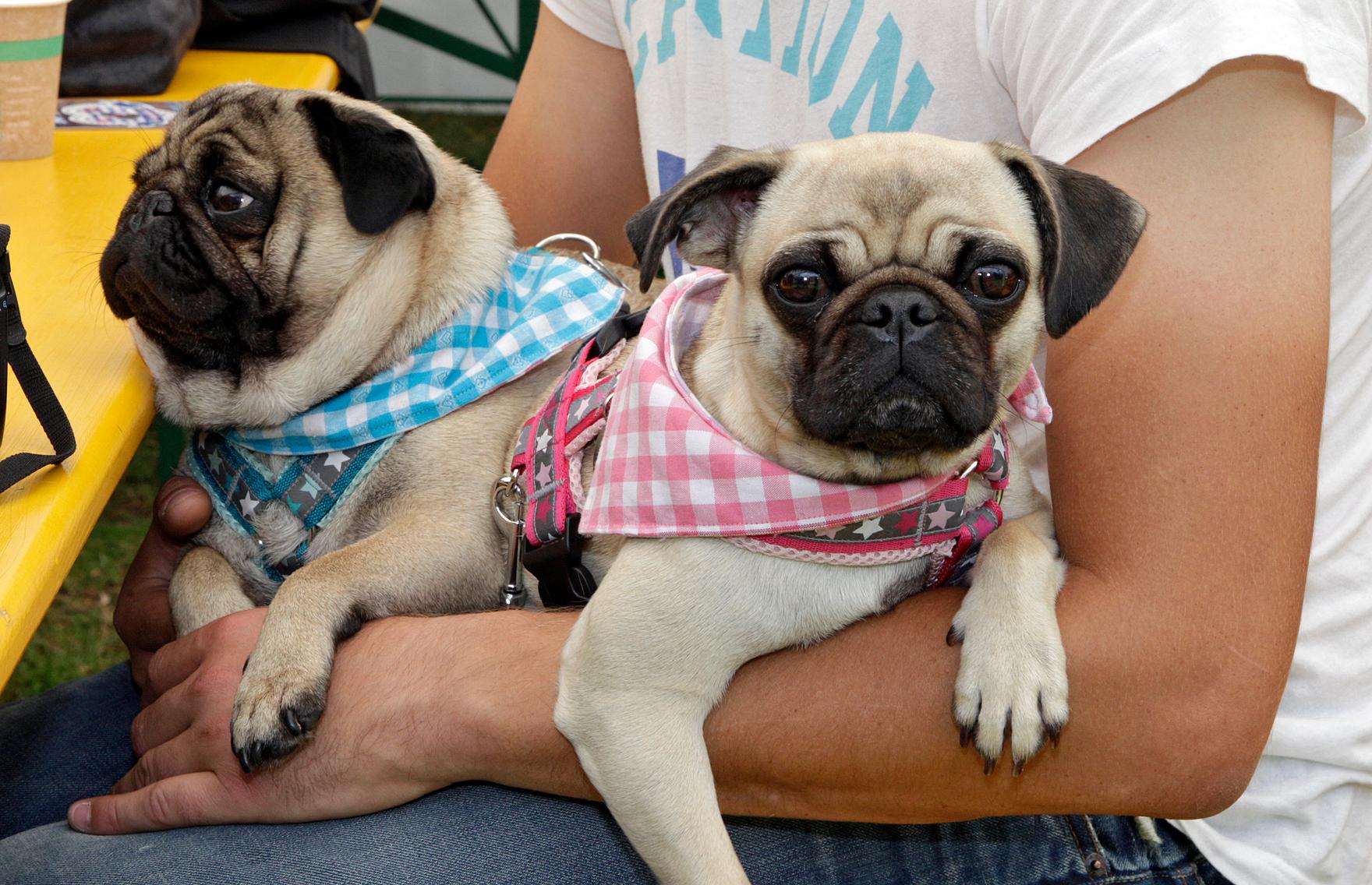 Ein Königreich für einen Hund Nürnberg feiert MopsVolksfest