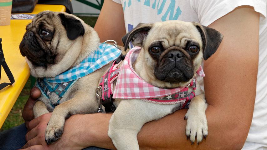 Ein Königreich für einen Hund: Nürnberg feiert Mops-Volksfest 