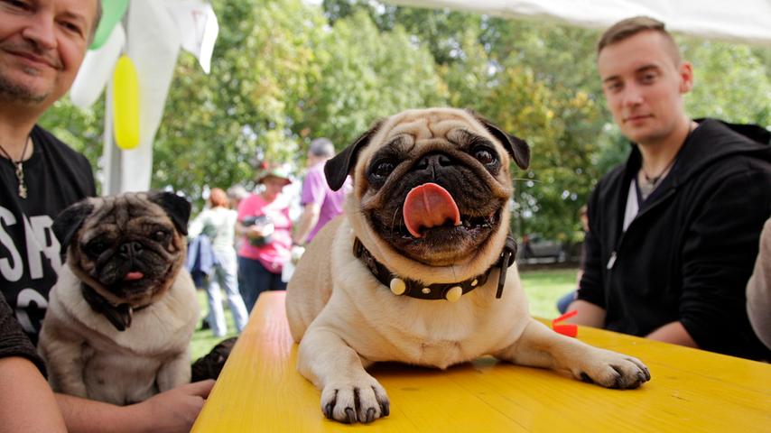 Ein Königreich für einen Hund: Nürnberg feiert Mops-Volksfest 