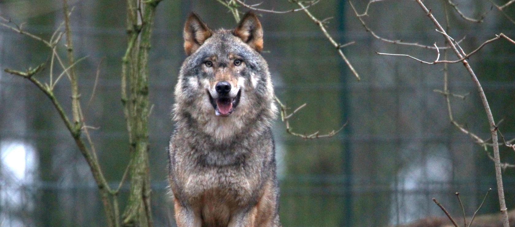 Der zu den Wölfen klettert: Polizei rettet Betrunkenen im Zoo