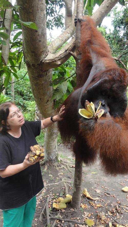 Nürnbergerin zieht Orang Utan auf und kämpft für Regenwald