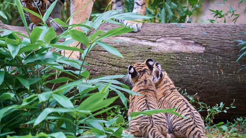Tiergarten: Tigerbabys streunen zum ersten Mal durchs Freigehege