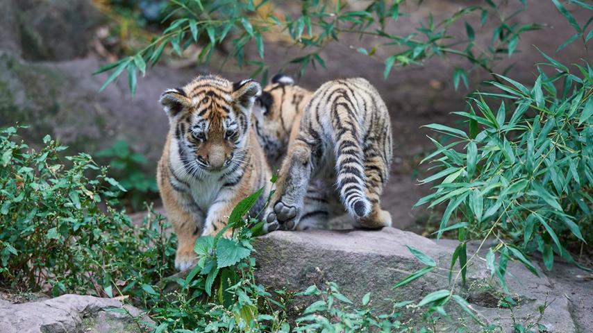 Tiergarten: Tigerbabys streunen zum ersten Mal durchs Freigehege
