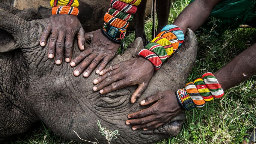 Die Krieger des Samburu-Stammes aus Kenya begegnen zum ersten Mal einem Nashorn. Viele Bewohner des Landes bekommen in ihrem ganzen Leben nicht die Gelegenheit, dieses Geschöpf in freier Wildbahn zu sehen, obwohl es gleich "vor ihrer Nase" lebt.