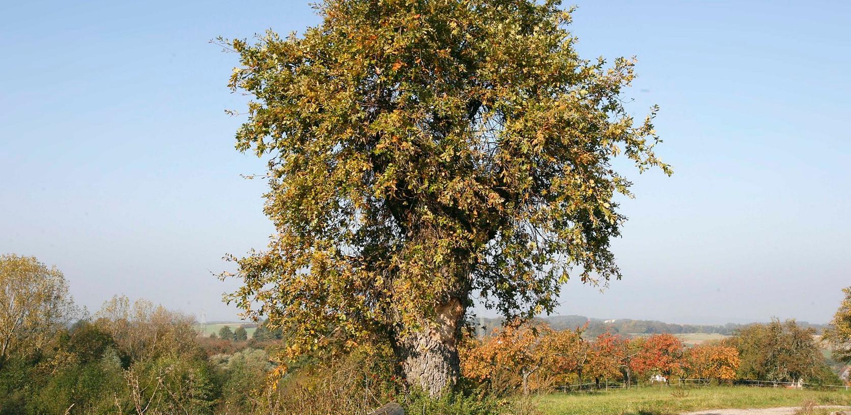 Weitere Geldspritze für Kopfeichen am Hetzleser Berg