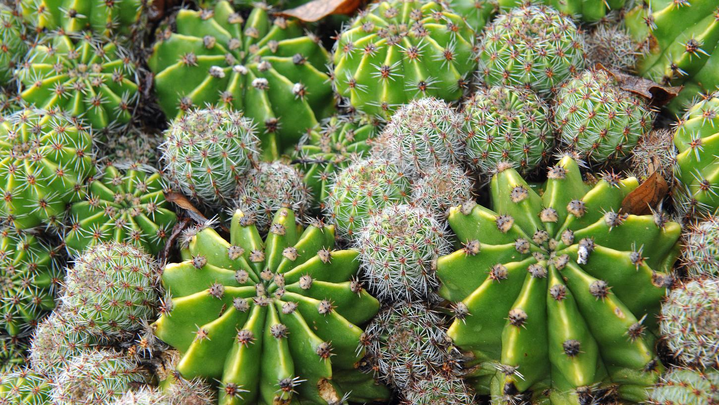 Auch ohne grünen Daumen: Der Kaktus ist wieder da