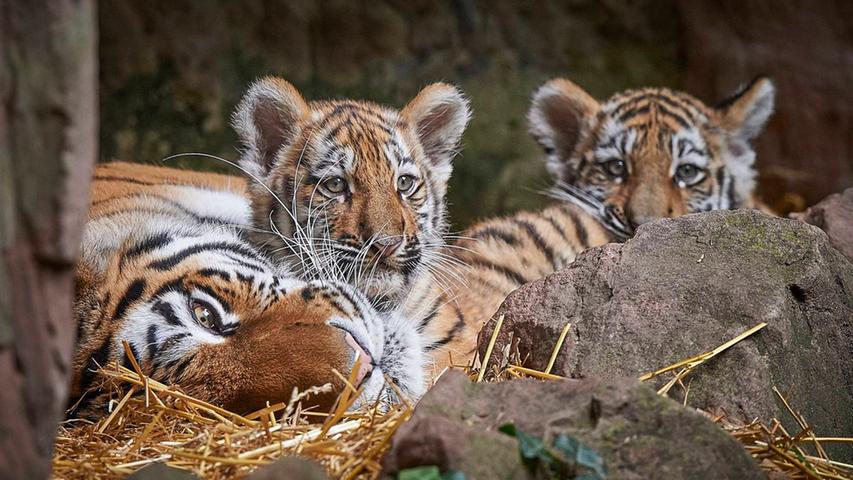 Samtpfoten im Tiergarten: Die kleinen Tigerkinder tollen herum