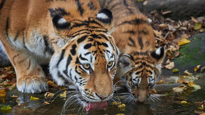 Samtpfoten im Tiergarten: Die kleinen Tigerkinder tollen herum