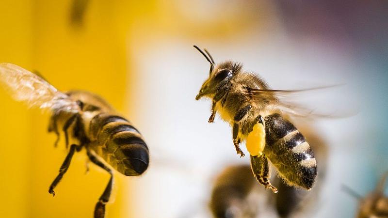 Gunzenhausen: Bienenstreit scheint beendet