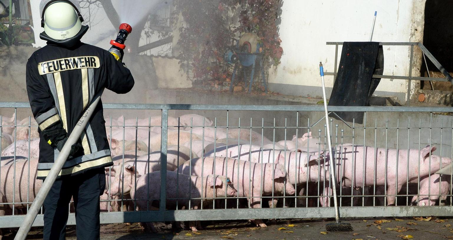 Gerettete Schweine sind in Notquartier